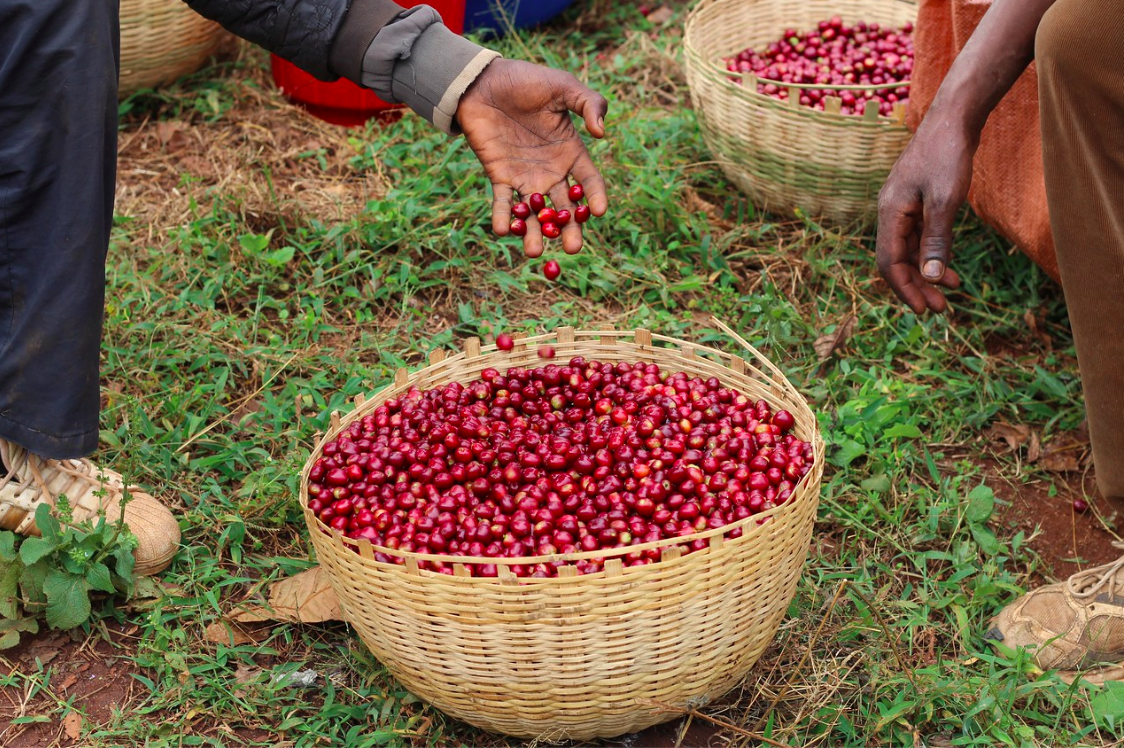 Colombia Excelso Crecer Decaf from Alchemy Coffee