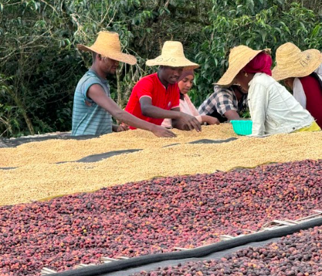 Elixir Espresso – Ethiopia Niguse Jilo from Alchemy Coffee