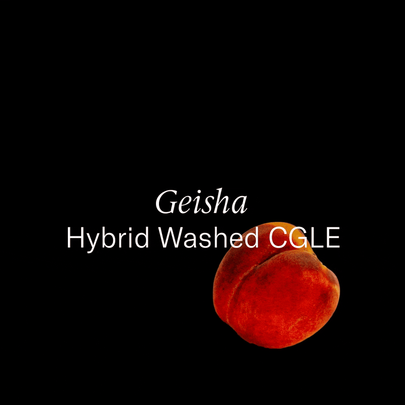 Colombia — Geisha Hybrid Washed CGLE from Assembly Coffee London