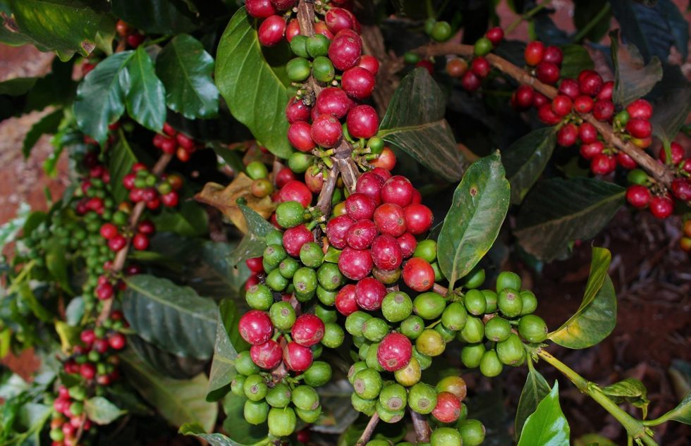 Gitwe AB Karinga #055 from Crankhouse Coffee