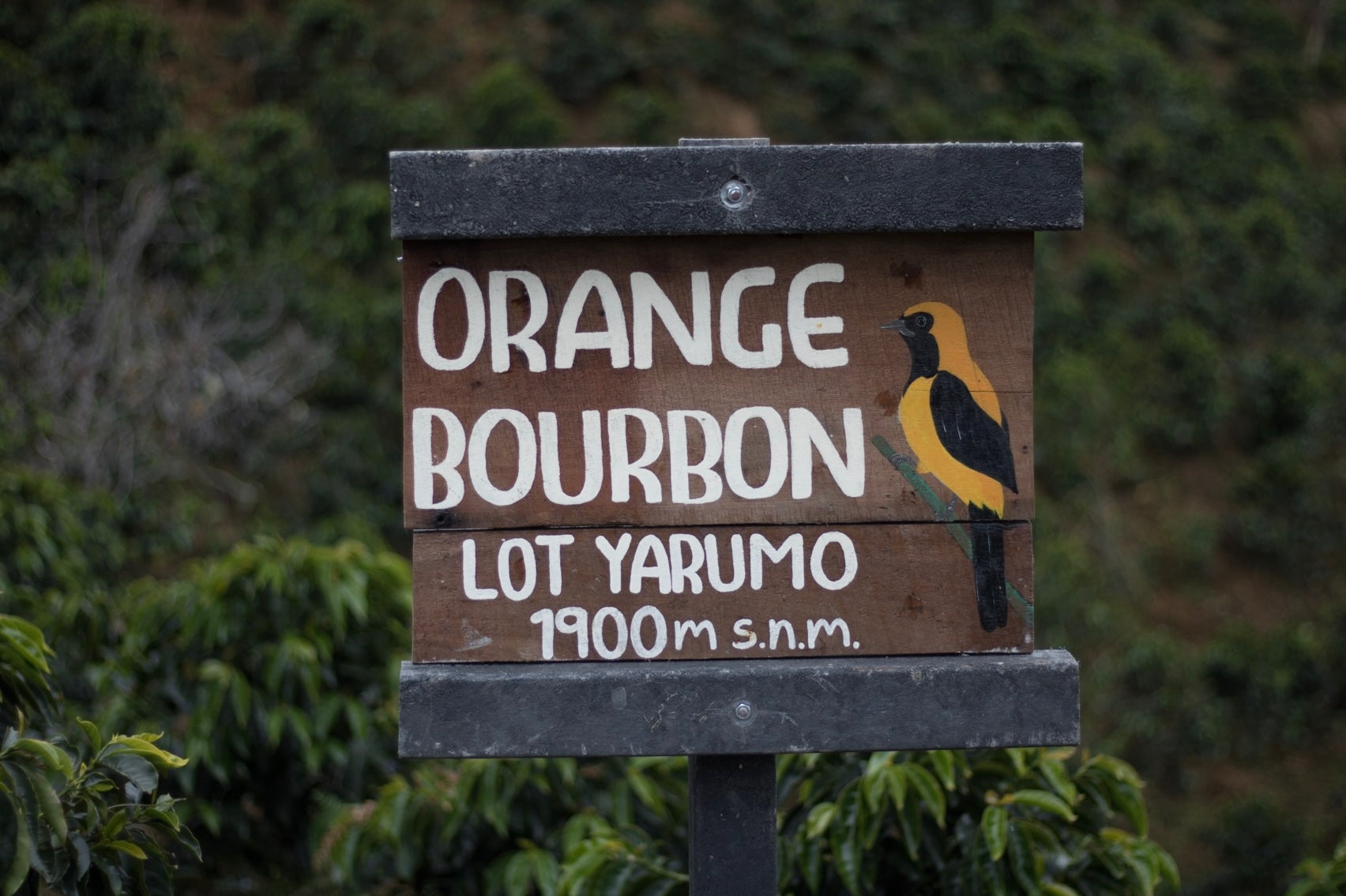 Los Nogales Elixir Honey Orange Bourbon from Crankhouse Coffee