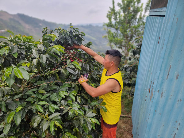 Nelber Arebalo - La Huaba from Crankhouse Coffee