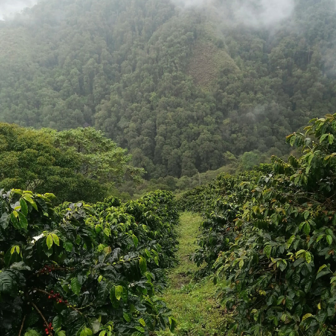 Popayan DECAF from Crankhouse Coffee