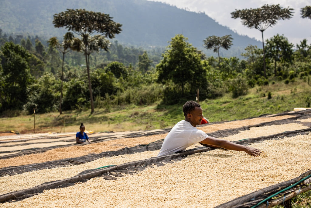 Rumudamo washed from Crankhouse Coffee