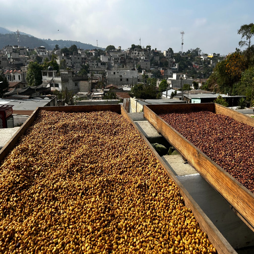 Tinamit Honey from Crankhouse Coffee