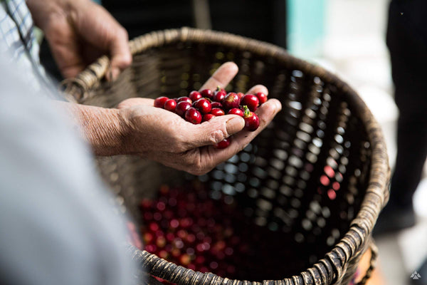 Villamaria Anoxic Natural from Crankhouse Coffee