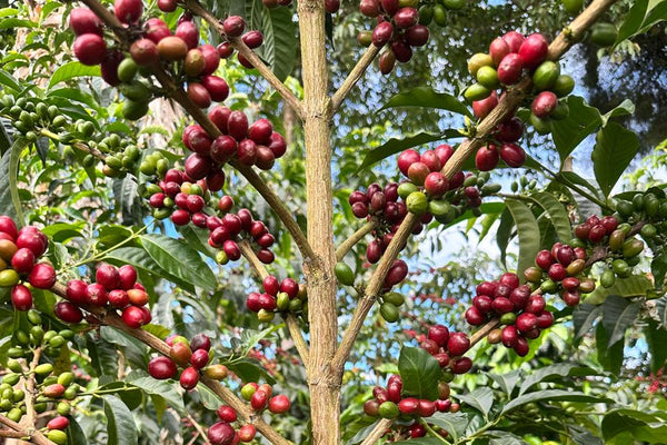 Edinson Argote, Finca Quebraditas Sidra from Crankhouse Coffee