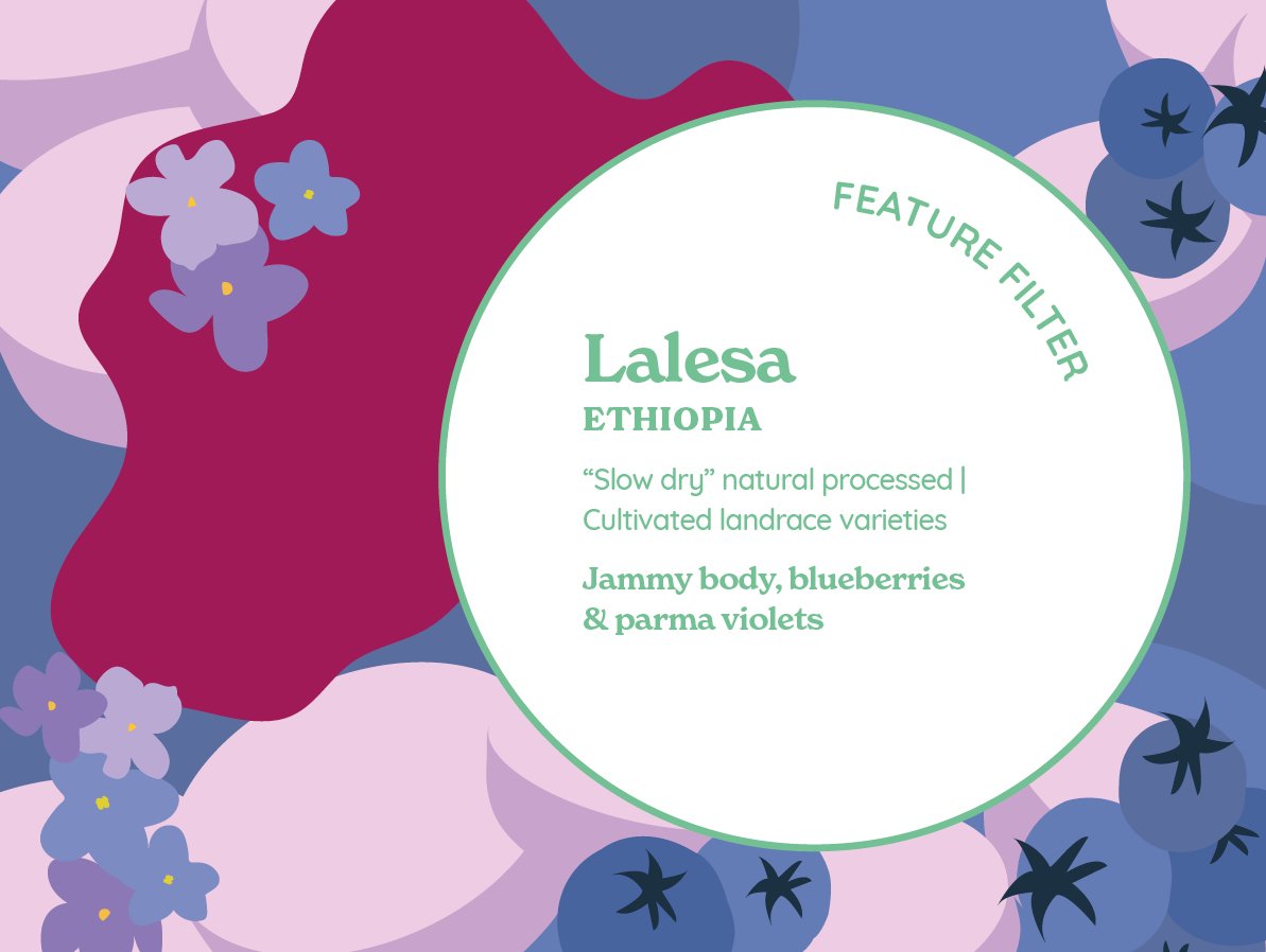 Lalesa (Slow Dry Natural) Ethiopia from Curve Coffee Roasters