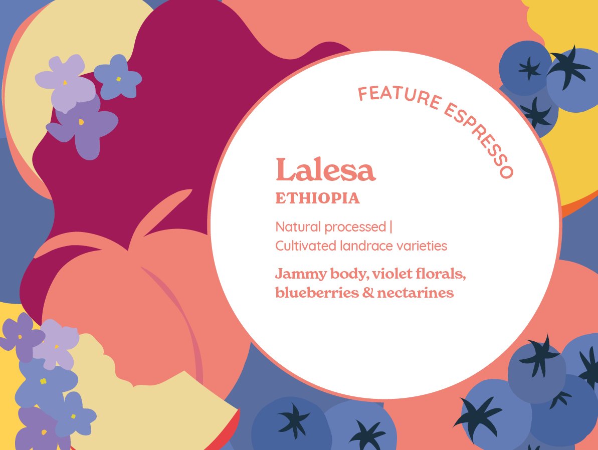 Lalesa (Natural) | Ethiopia from Curve Coffee Roasters