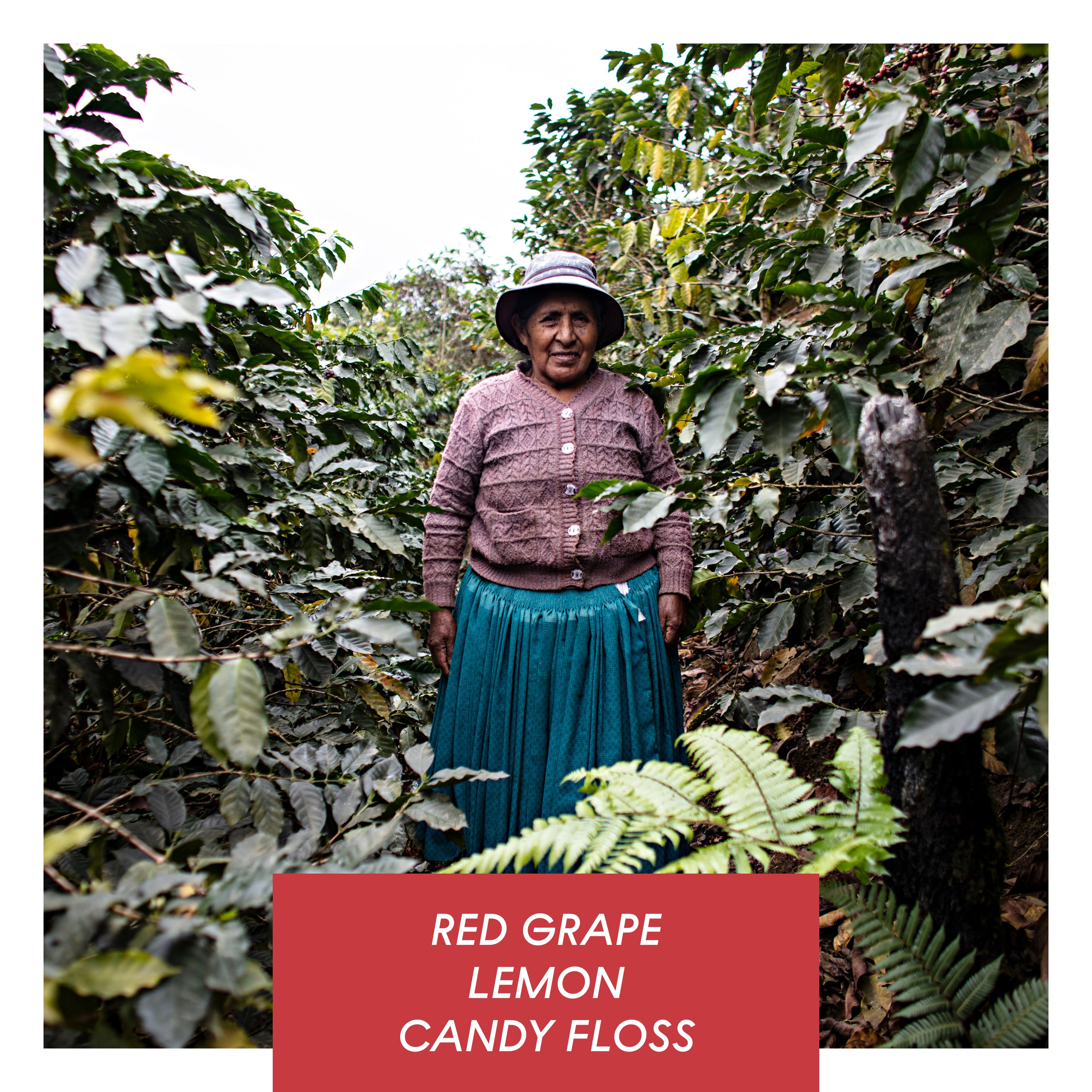 Carmelita, Washed Caturra, Bolivia from Drop Coffee Roasters
