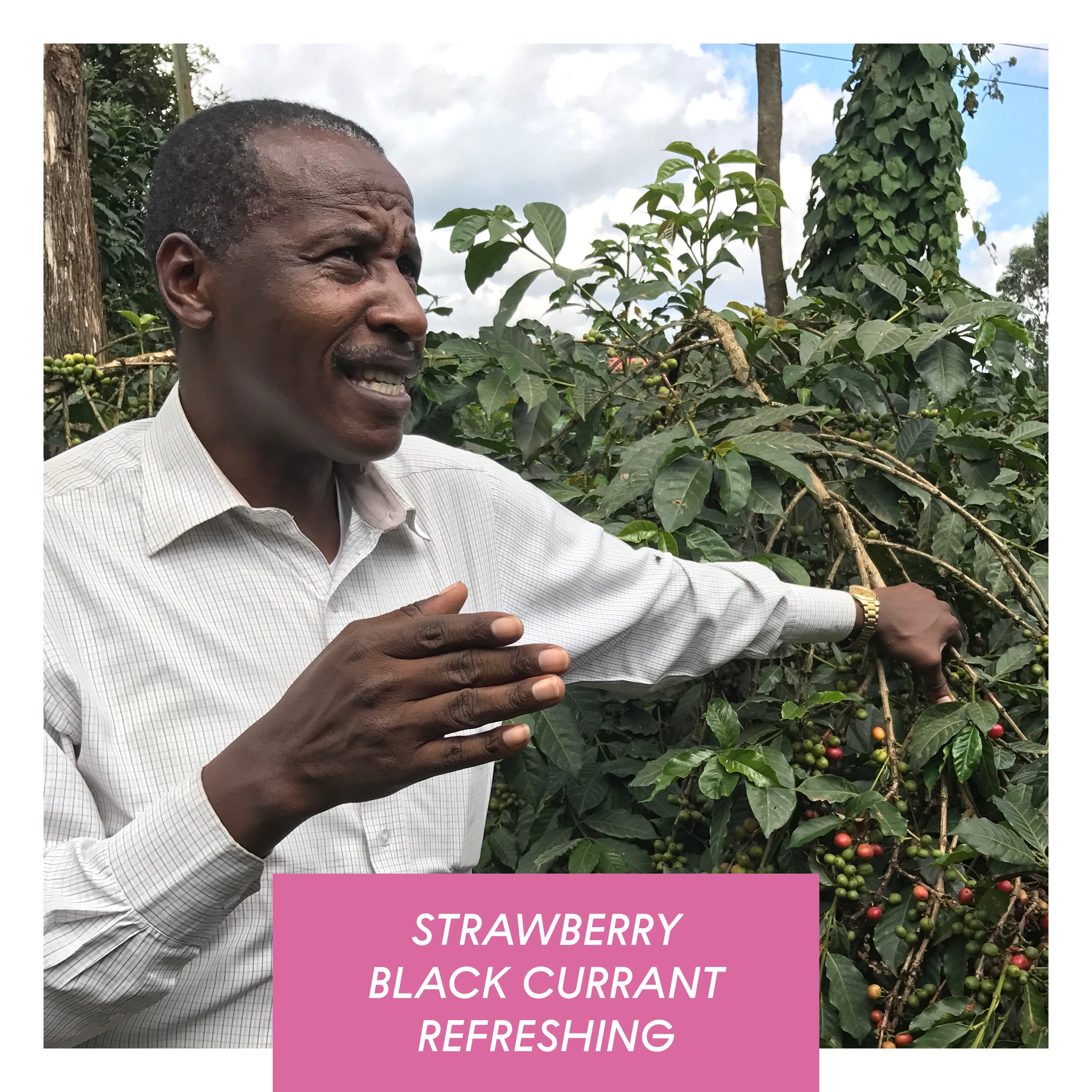 Kamwangi AA, Washed, Kenya from Drop Coffee Roasters