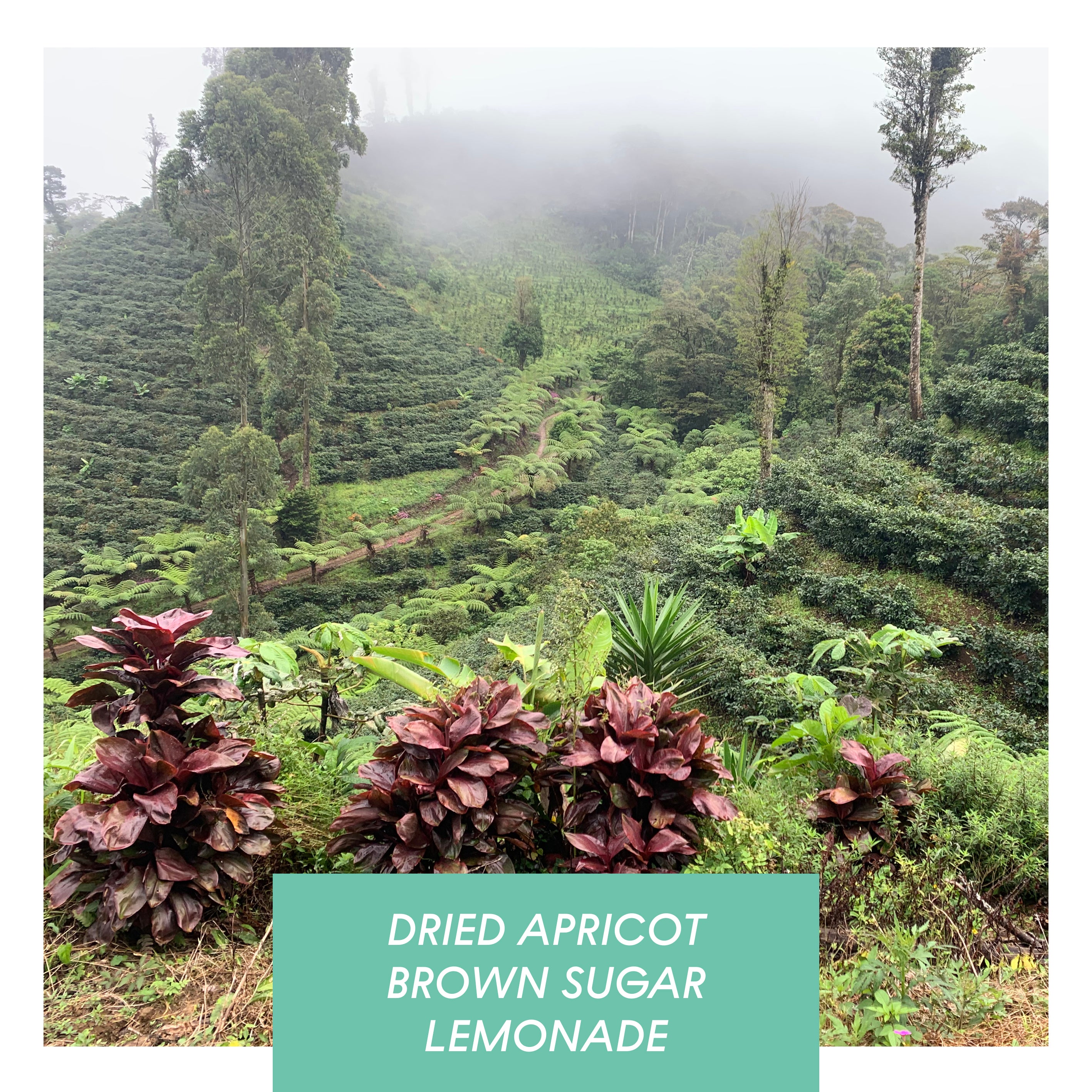 Las Delicias, Washed Java, Nicaragua from Drop Coffee Roasters