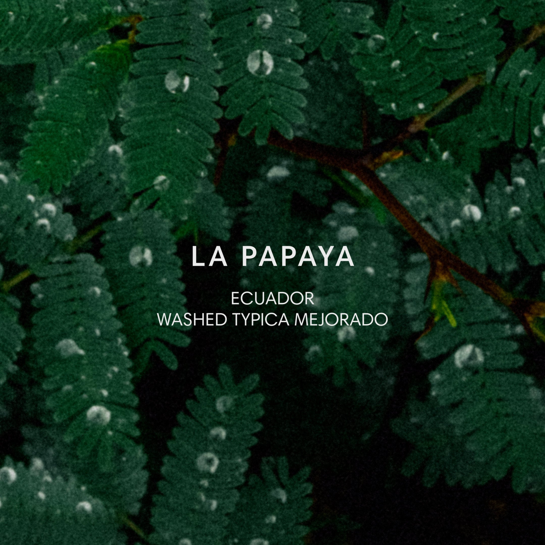 LA PAPAYA from Mazelab Coffee