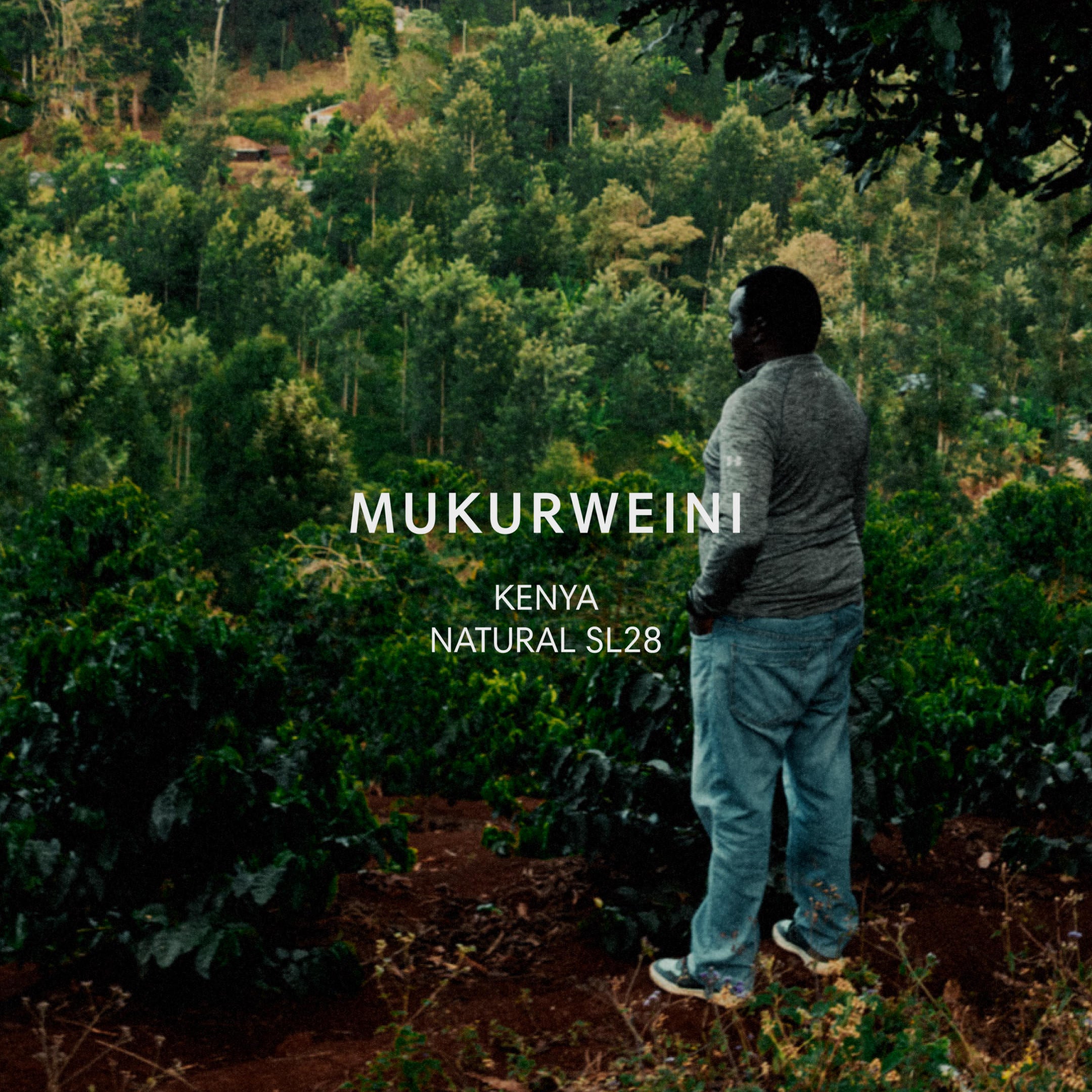 MUKURWEINI from Mazelab Coffee