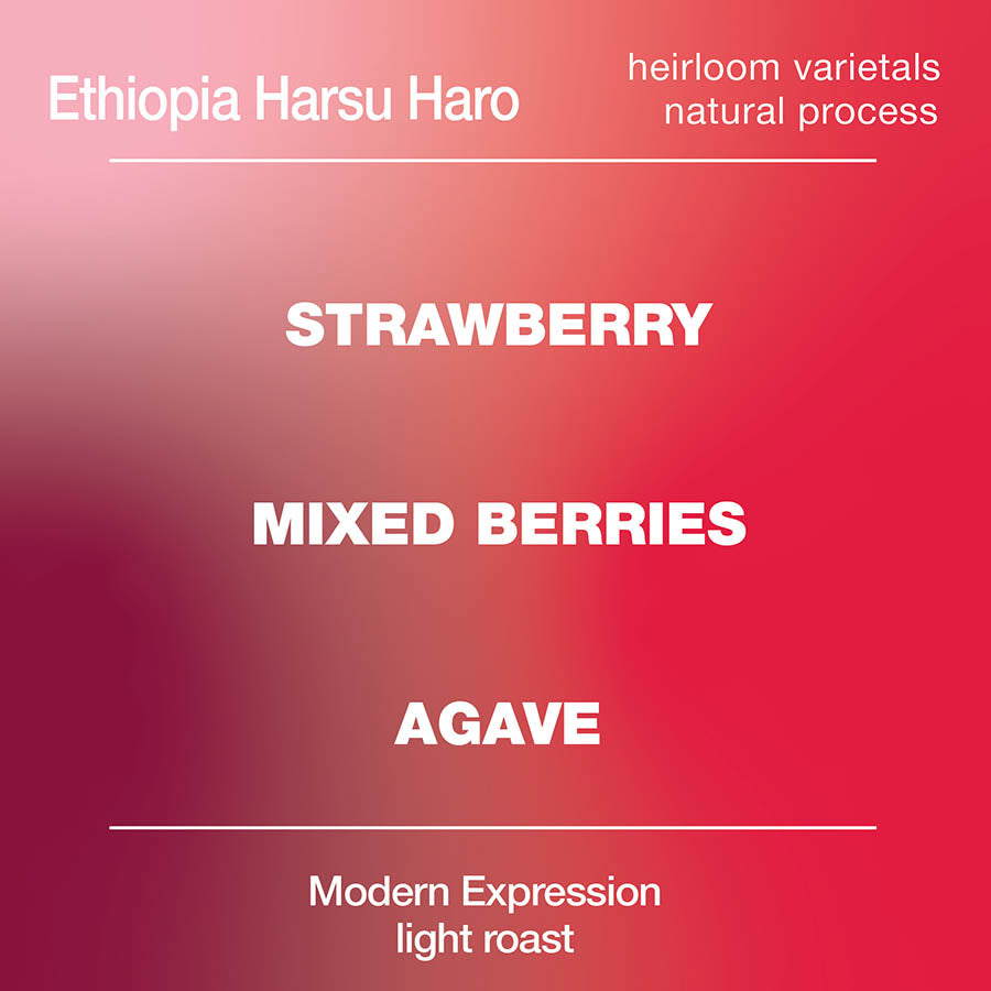 Guji Harsu Haro Ethiopian Natural from Modcup Coffee