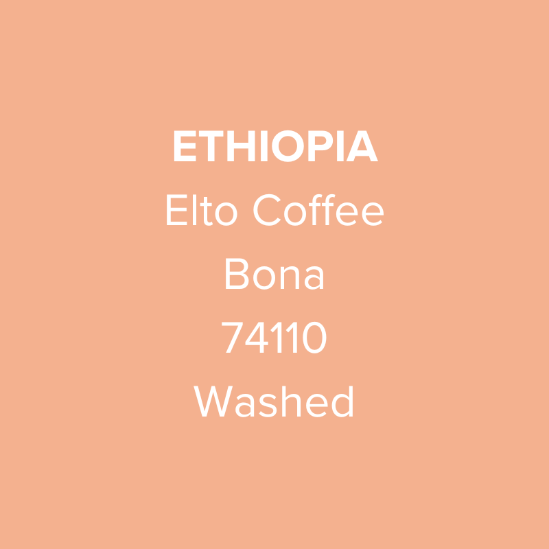 Ethiopia Elto Coffee Sidama Bona 74110 Washed from Oma Coffee Roaster