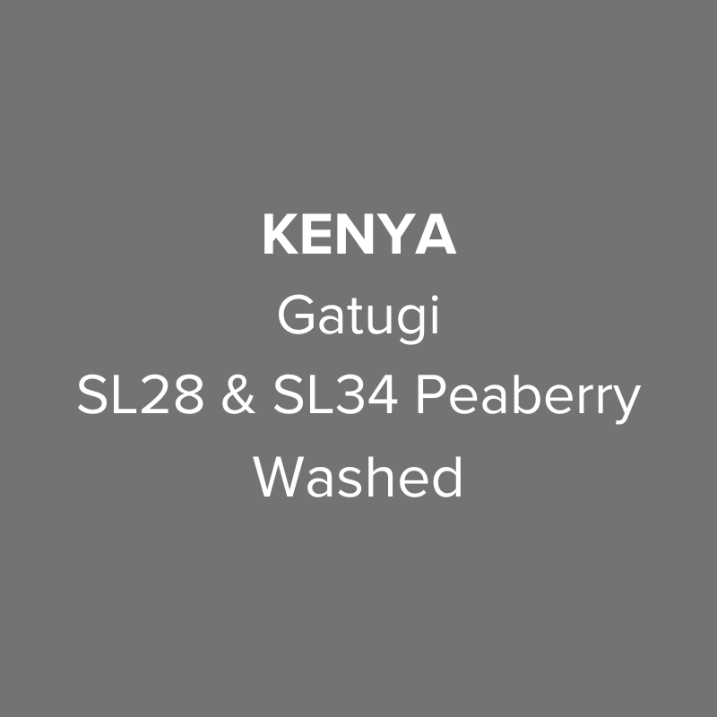 Kenya Nyeri Gatugi SL28 & SL34 Peaberry Washed from Oma Coffee Roaster