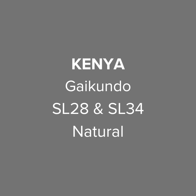 Kenya Nyeri Gaikundo SL28 & SL34 Natural from Oma Coffee Roaster