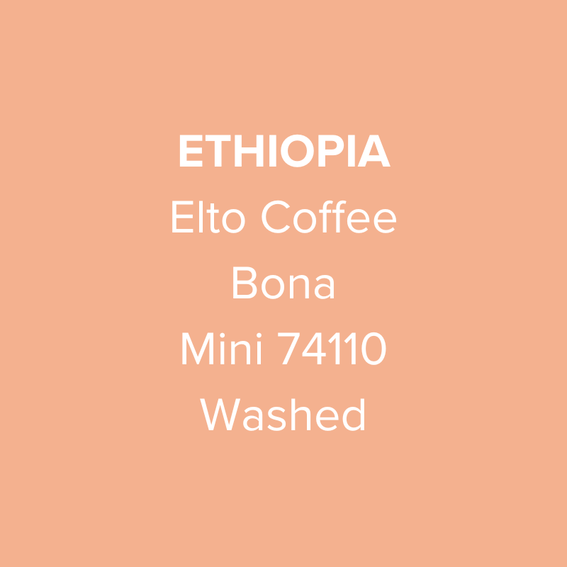 Elto Coffee Sidama Mini 74110 Washed from Oma Coffee Roaster