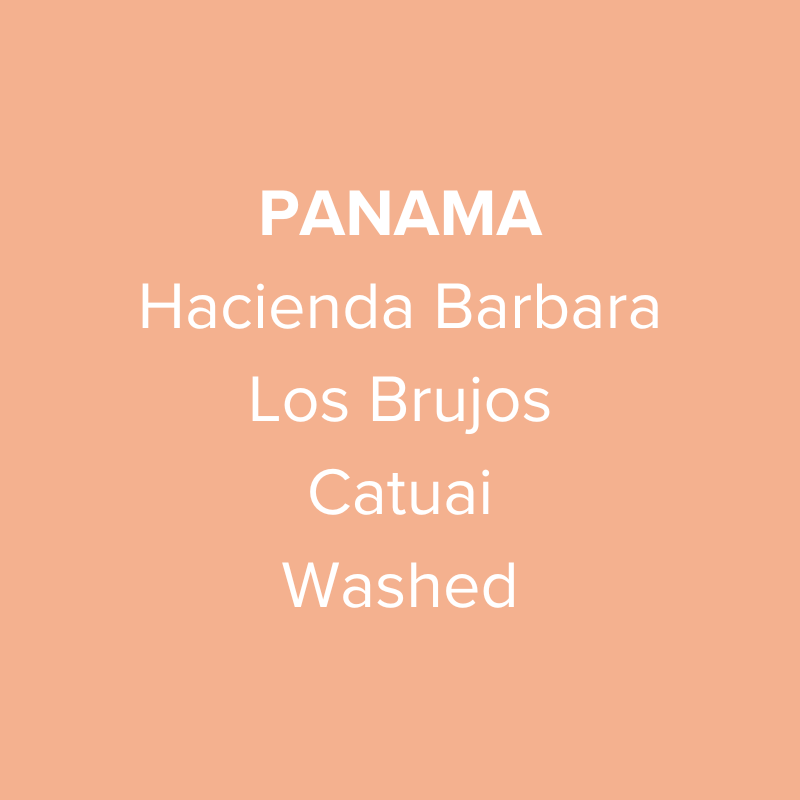 Panama Hacienda Barbara Los Brujos Catuai Washed from Oma Coffee Roaster