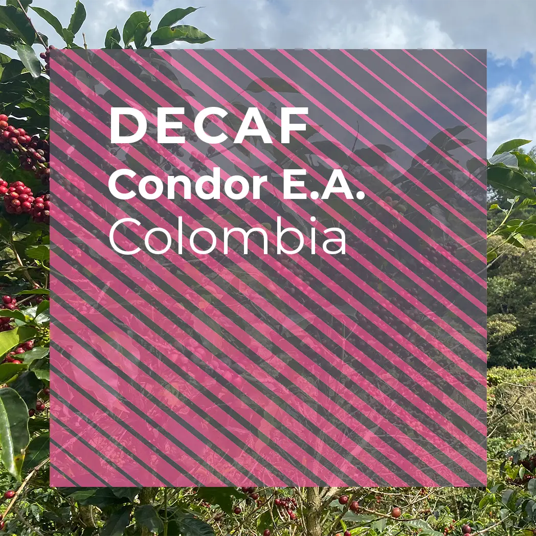 EL VERGEL “CONDOR” Decaf from PLOT Roasting