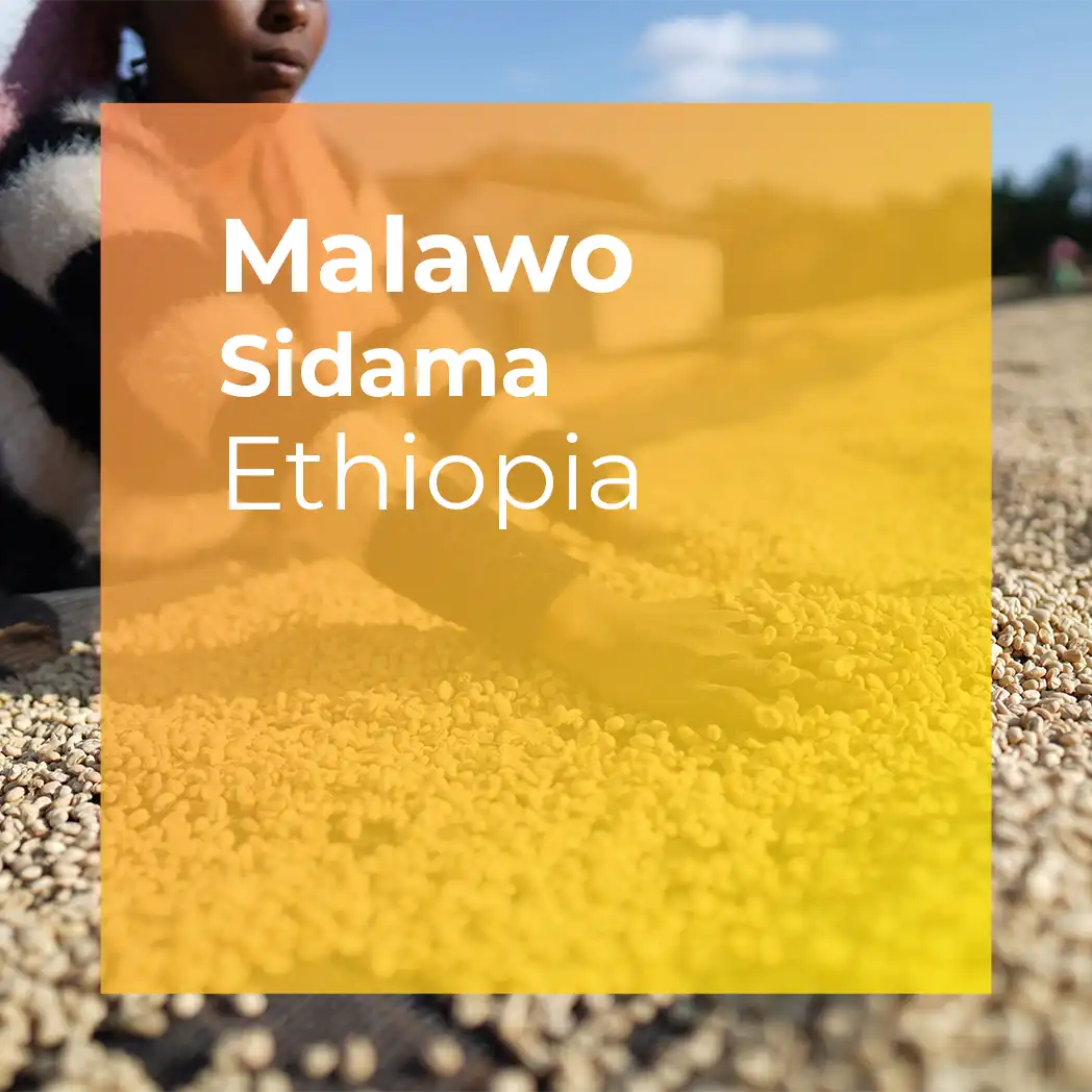 MALAWO, Sidama Washed from PLOT Roasting