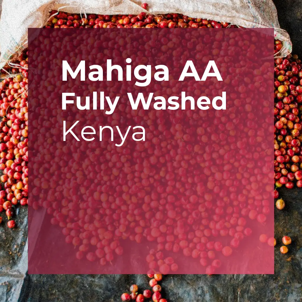 MAHIGA AA, Fully Washed from PLOT Roasting