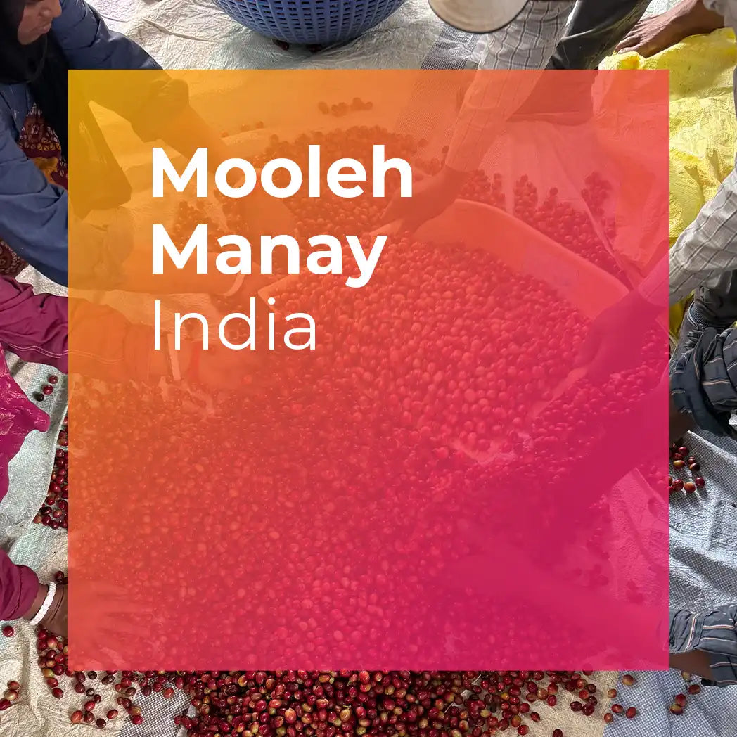 MOOLEH MANAY, Natural Carbonic Maceration from PLOT Roasting