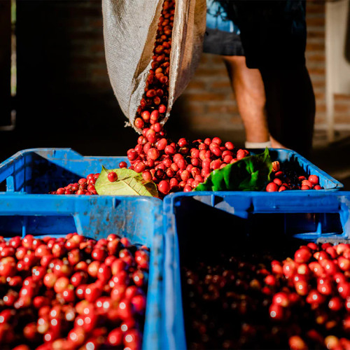 Colombia Boyaca from Revel Coffee