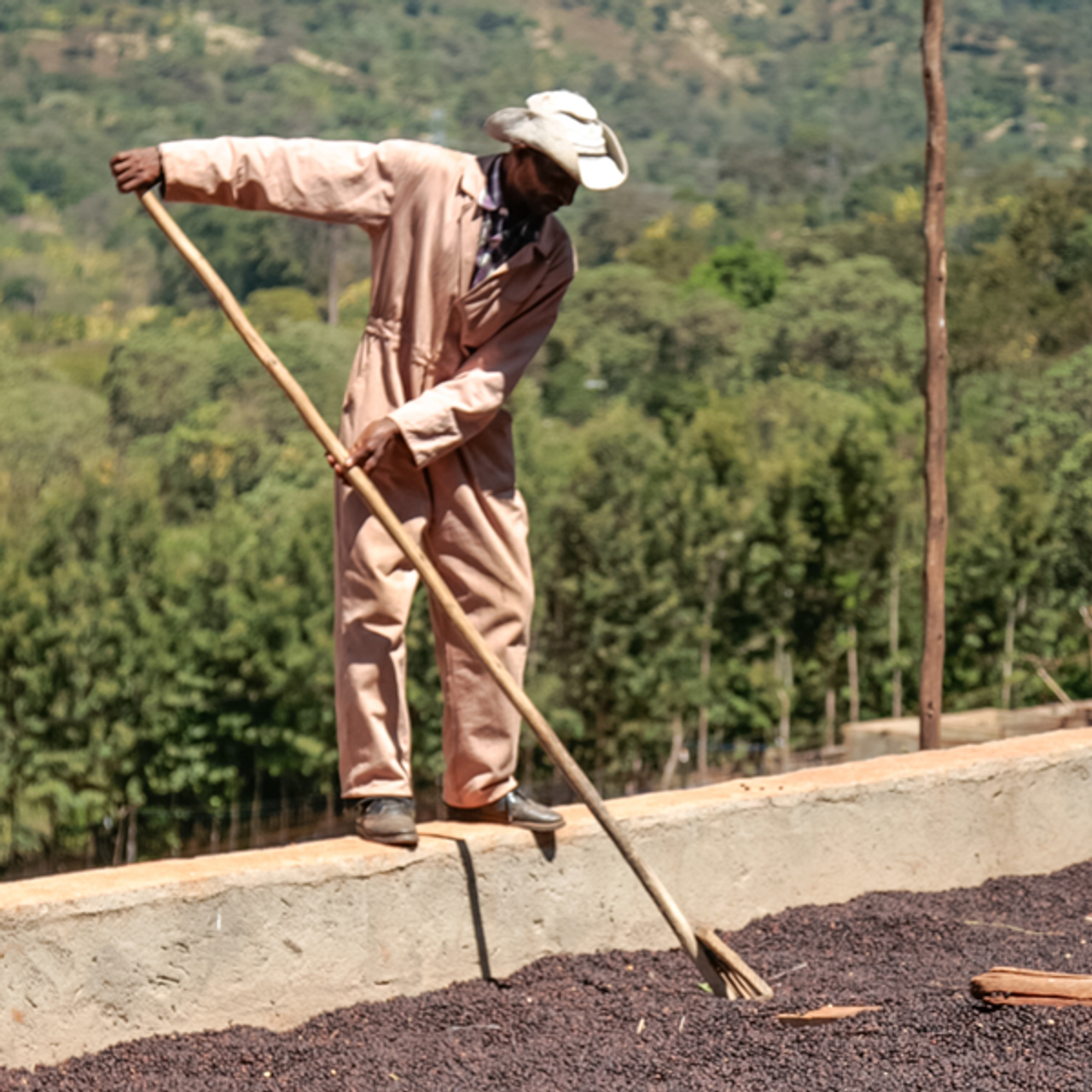 Ethiopia Ardi Natural from Revel Coffee