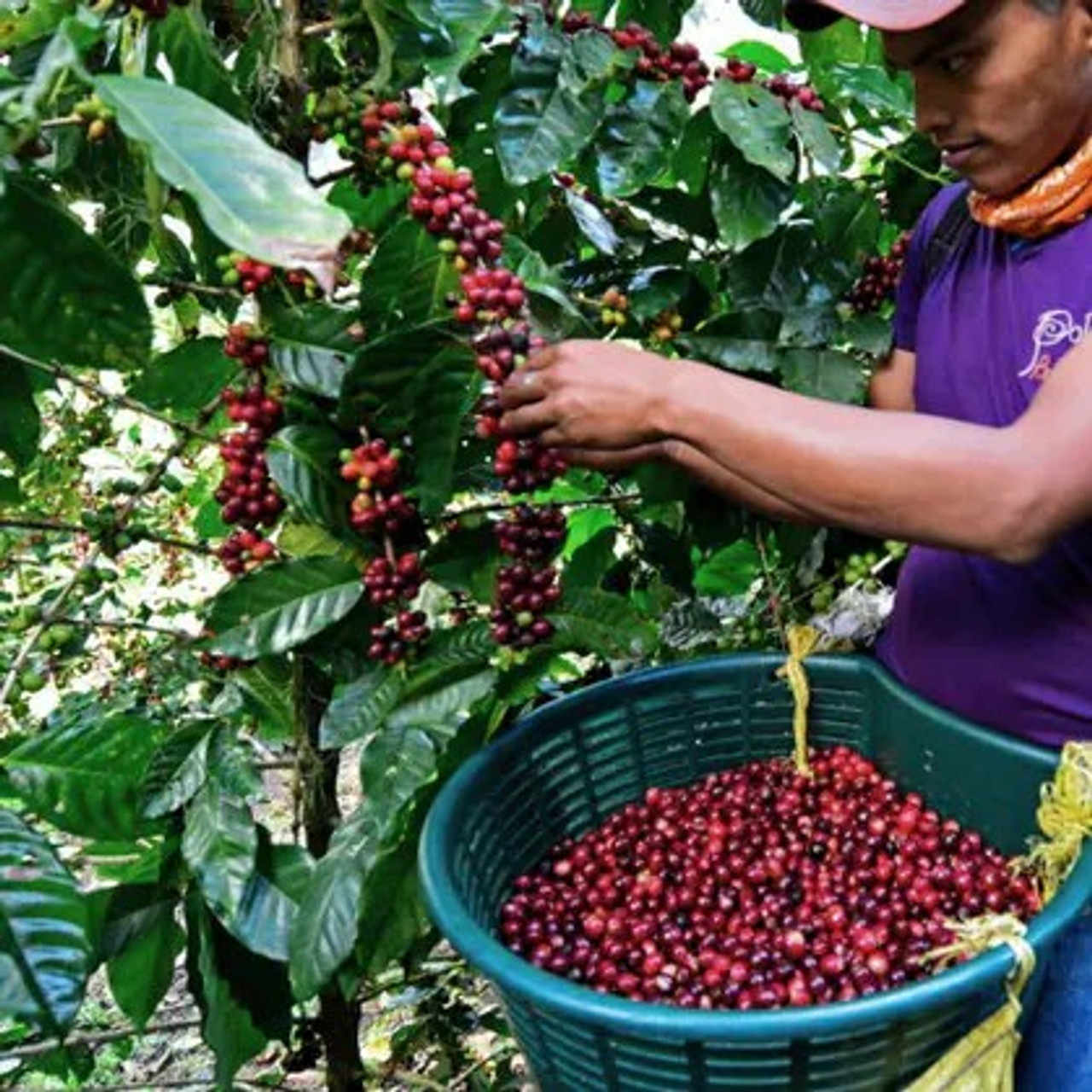 Nicaragua La Bastilla Natural from Revel Coffee