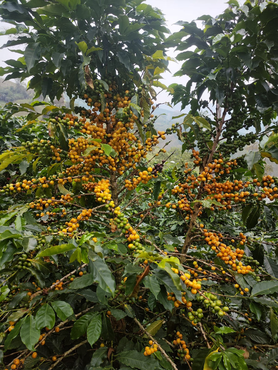 Colombia Angela Rojas Yellow Bourbon from Skylark Coffee