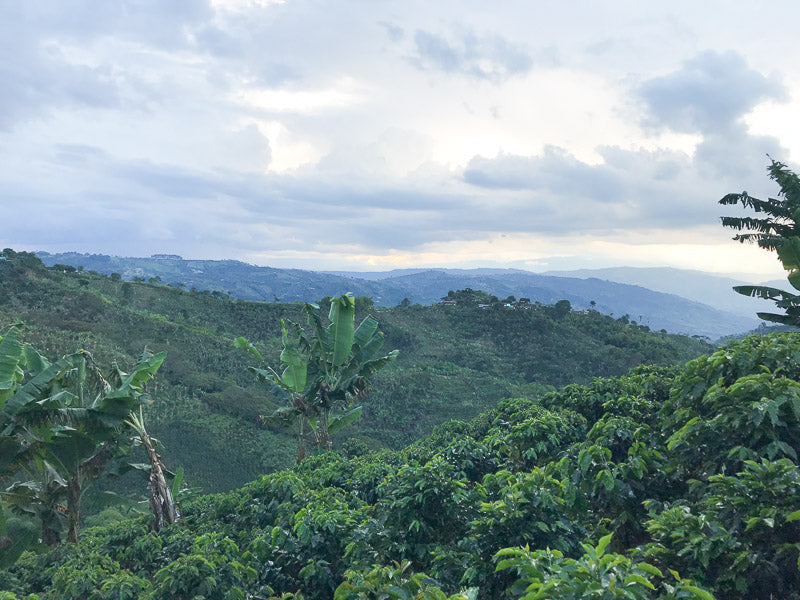 Colombia Buffoon Pink Bourbon Natural from Skylark Coffee