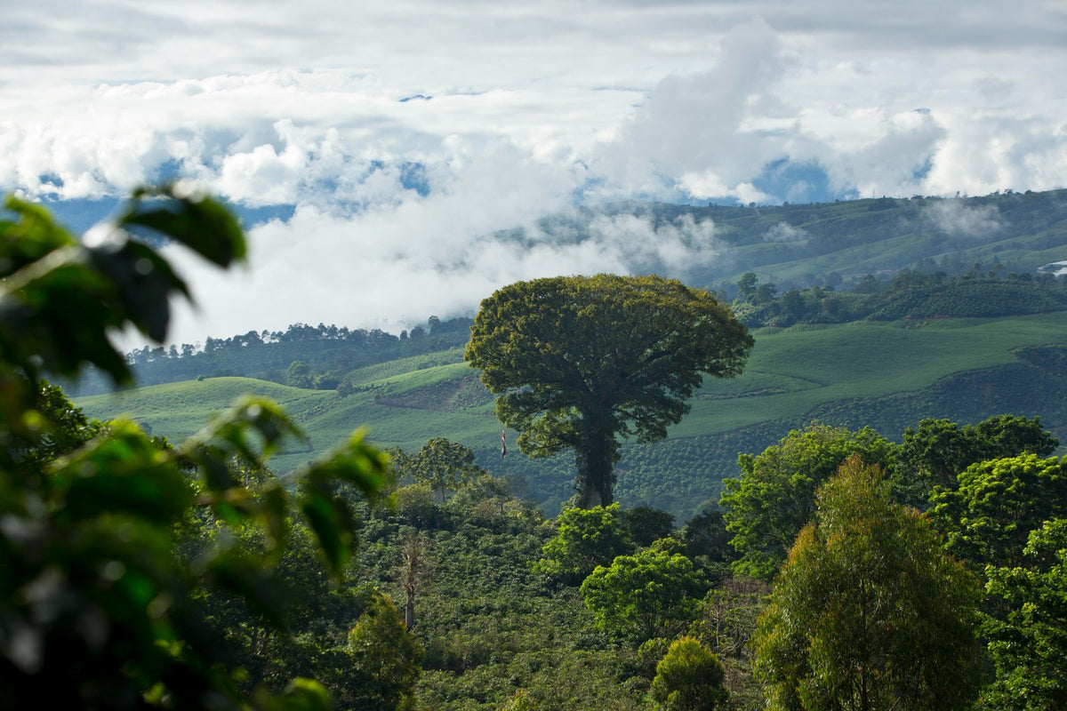 Costa Rica Aquiares Centroamericano Anaerobic from Skylark Coffee