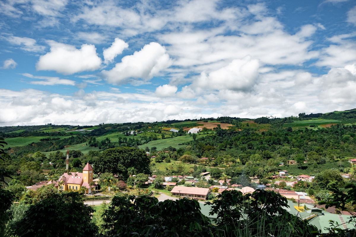 Costa Rica Aquiares Mariana from Skylark Coffee