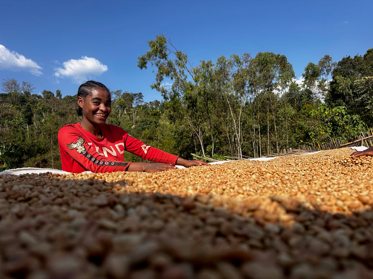Ethiopia Bette Buna Washed from Skylark Coffee