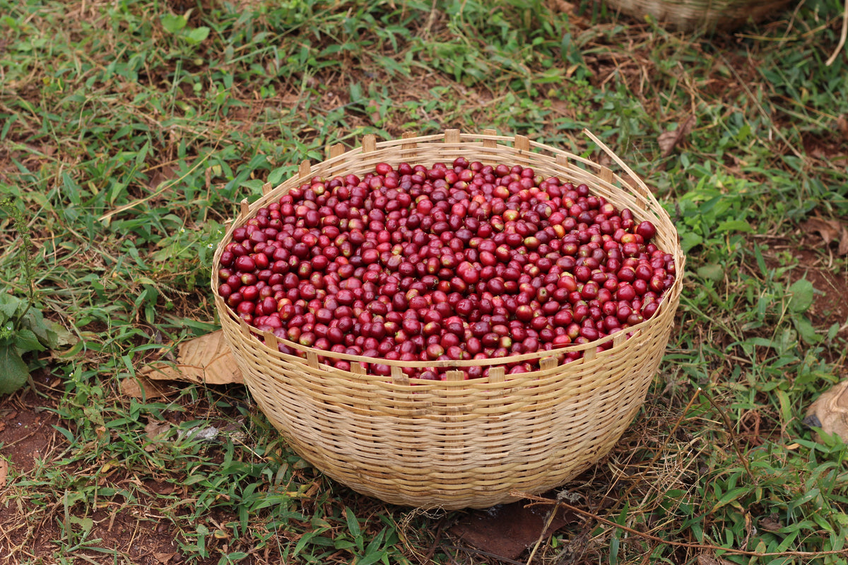 Ethiopia Bochesa Washed from Skylark Coffee