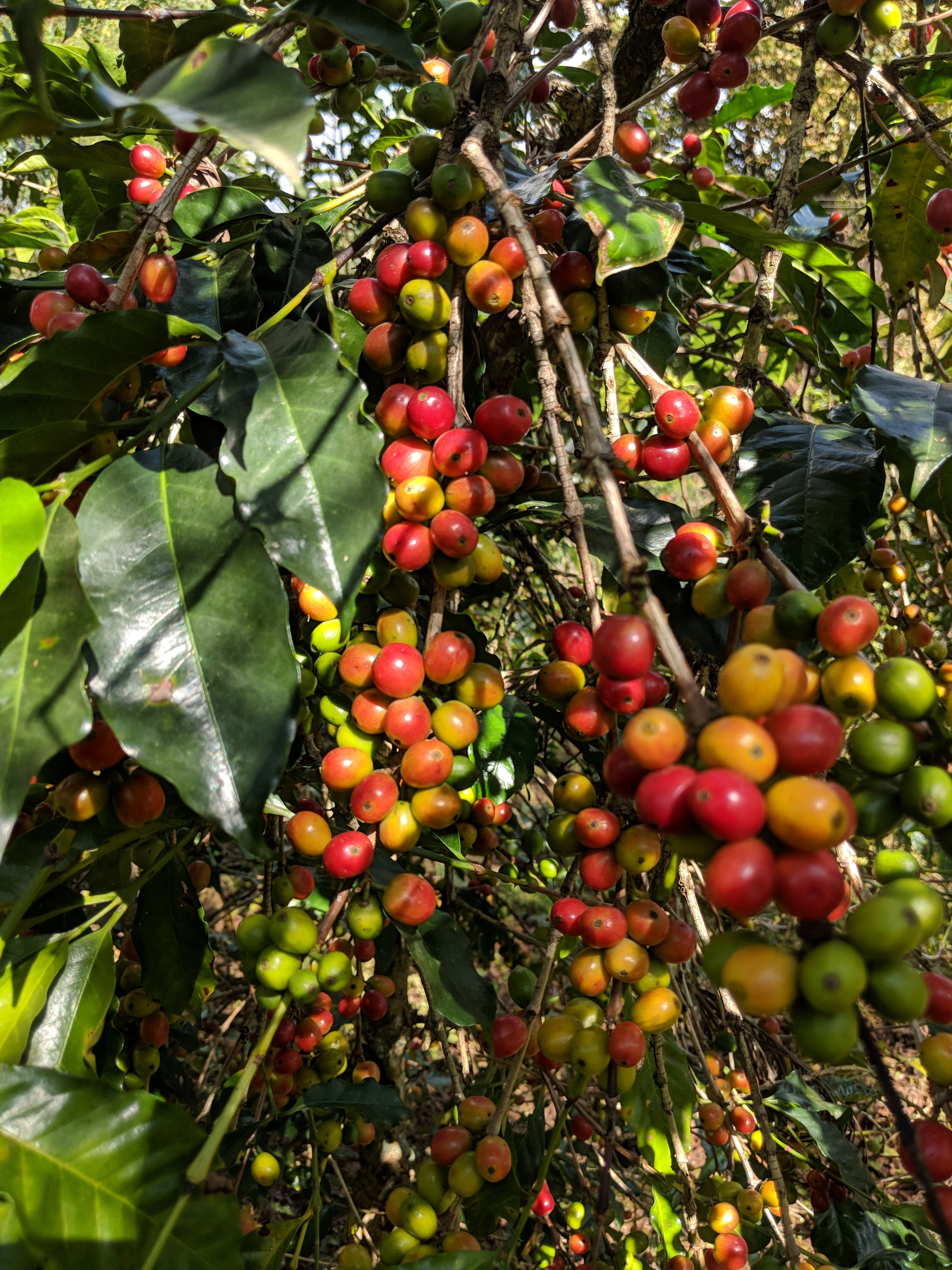 Ethiopia Jimma Union Washed from Skylark Coffee