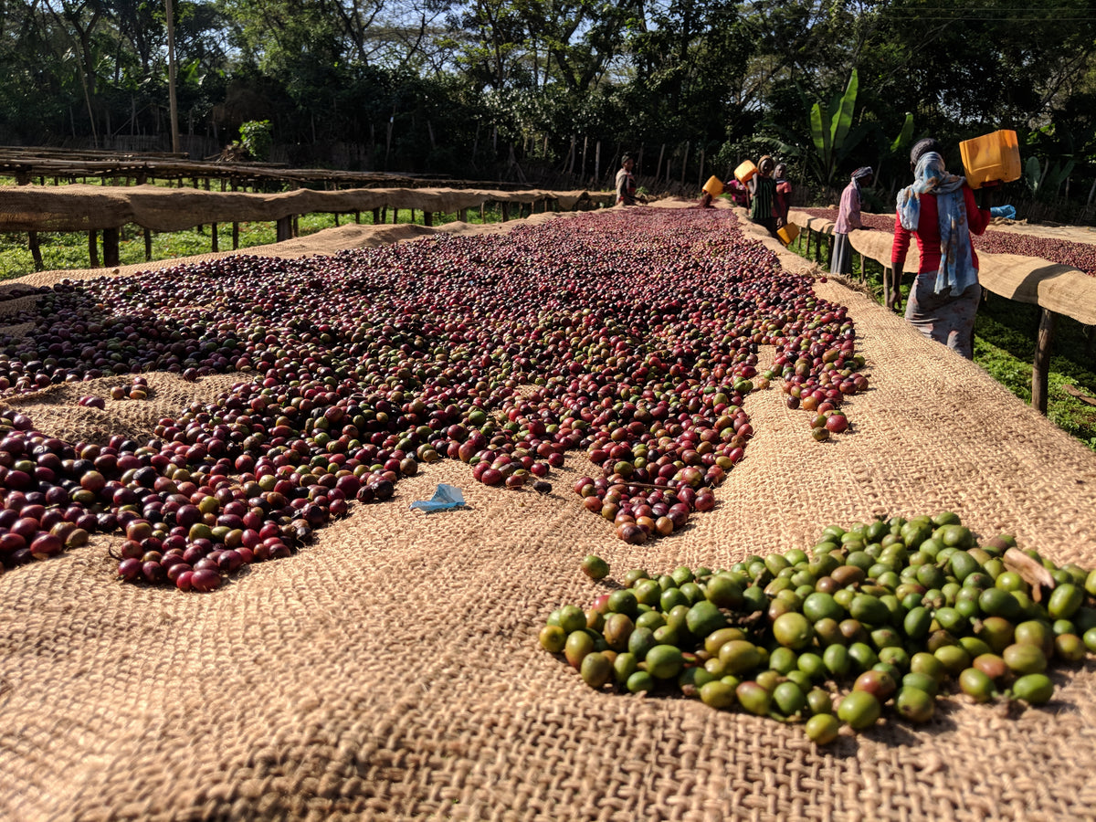 Murmuration Blend from Skylark Coffee