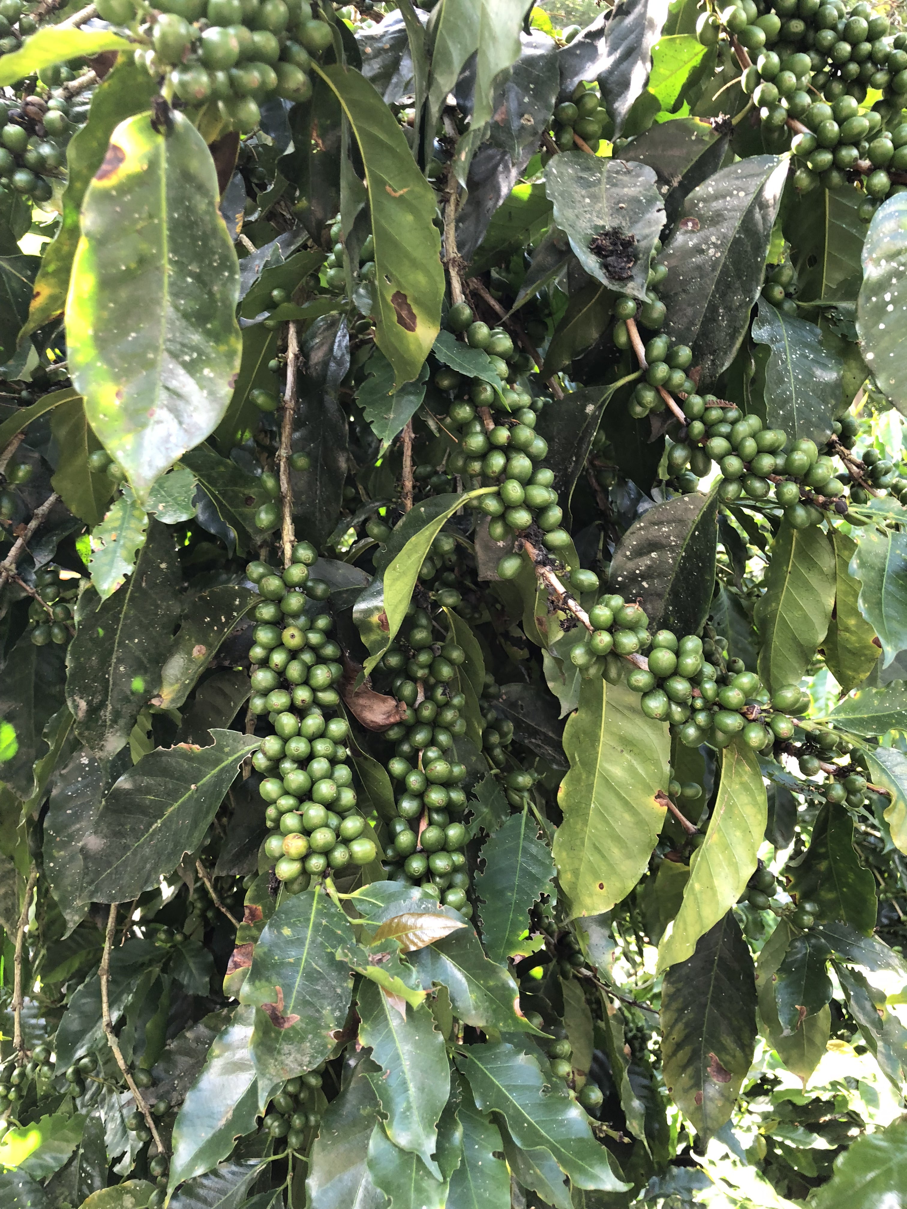 Peru Incawasi Natural from Skylark Coffee