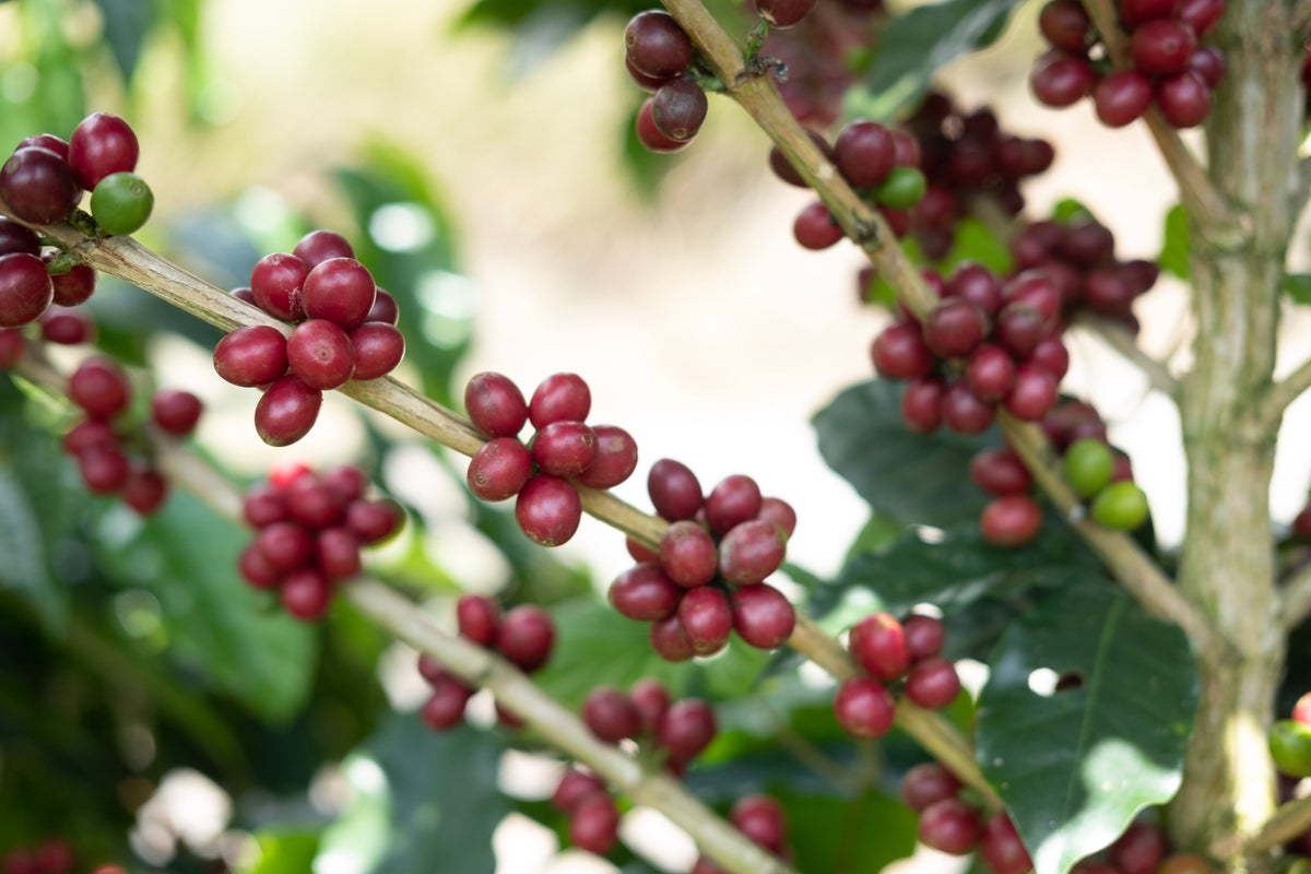 Costa Rica Aquiares Centroamericano Red Honey from Skylark Coffee