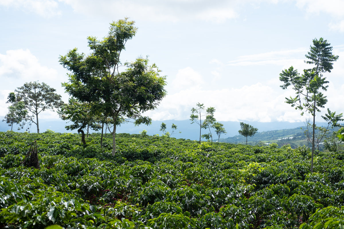 Aquiares Esperanza Natural from Skylark Coffee