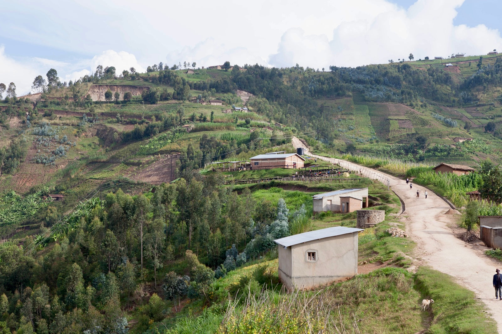Rwanda Kageyo Washed from Skylark Coffee