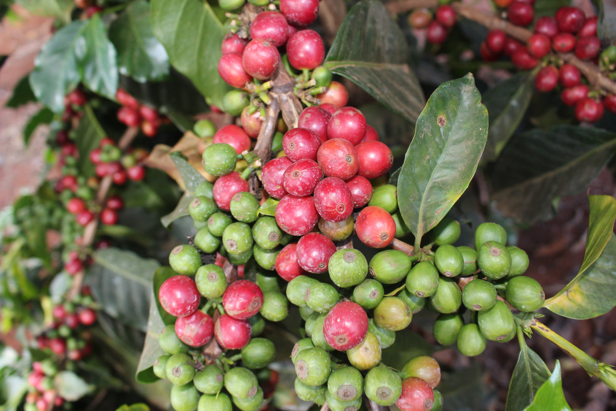 'Misfits' Kenya Small Eden Natural from Skylark Coffee