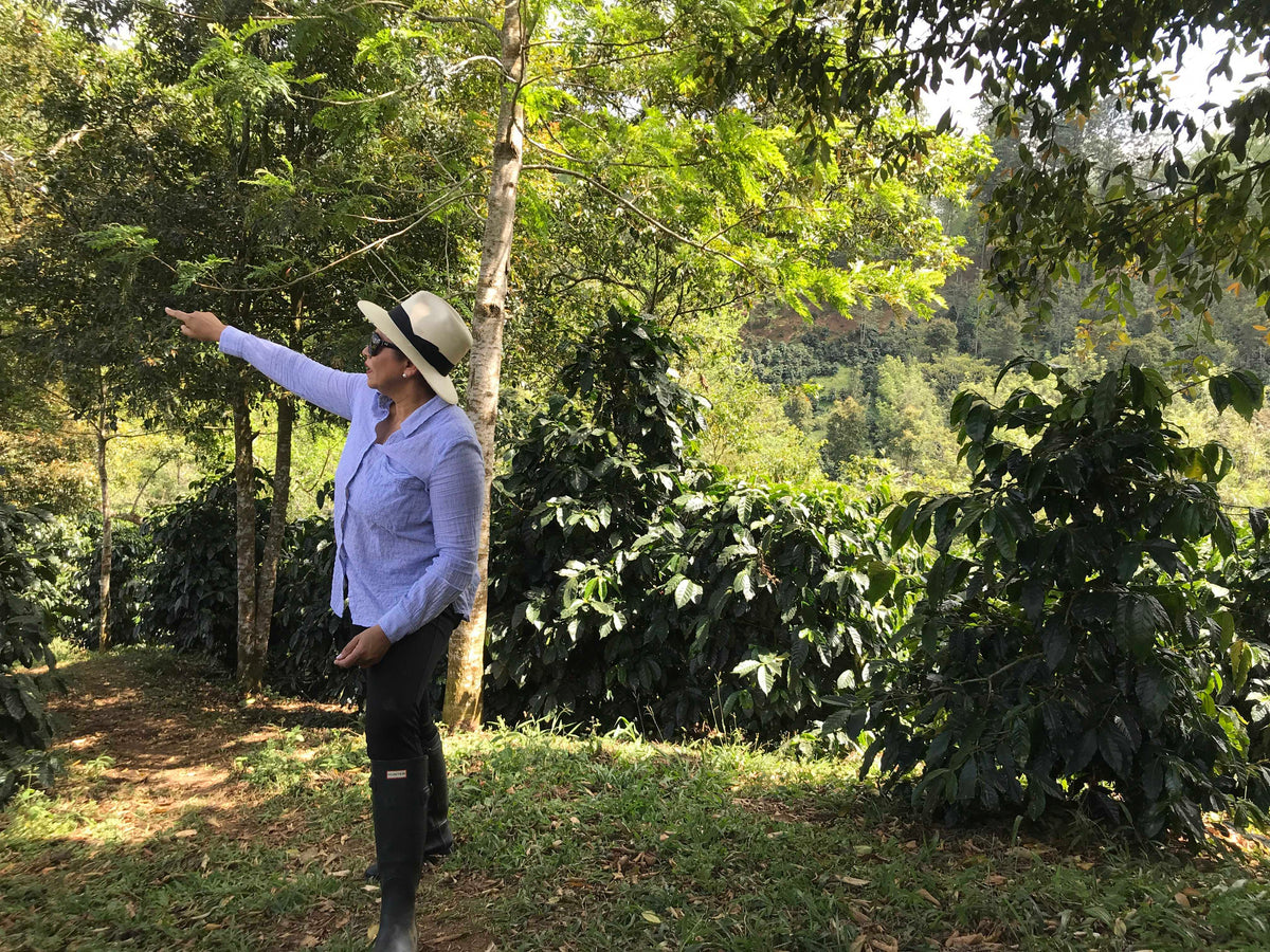 'Misfits' Honduras Finca el Puente Natural from Skylark Coffee