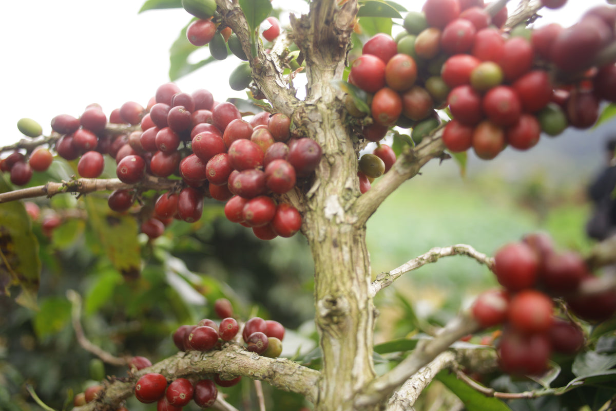 Sumatra Sesongot Anaerobic Natural from Skylark Coffee