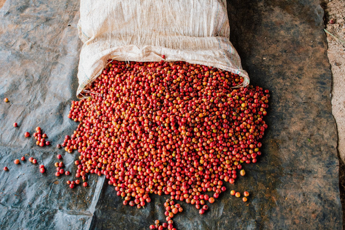 Kenya Kiandu AB from Skylark Coffee