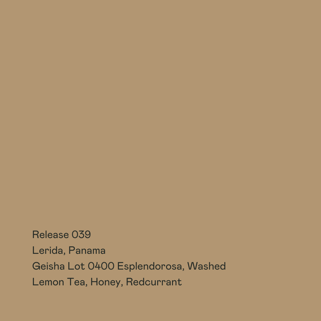 Lerida Lot 0400 Esplendorosa, Geisha Washed from Special Guests Coffee