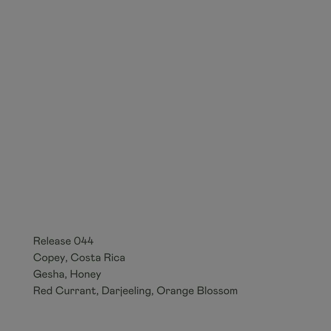 Copey, Gesha Honey from Special Guests Coffee