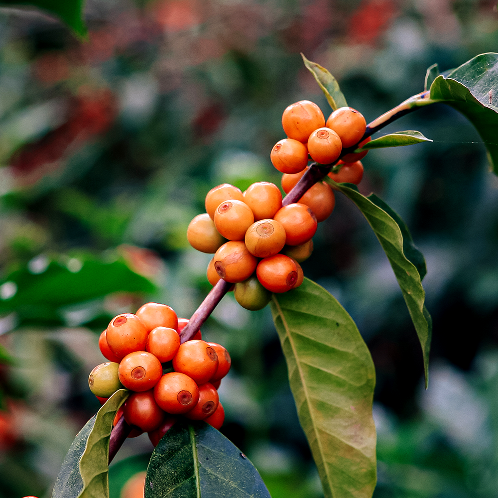 Colombia Huila Pink Bourbon from Terarosa Coffee